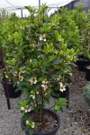 Magnolia laevifolia x figo ‘White Caviar’ PBR syn. Michelia